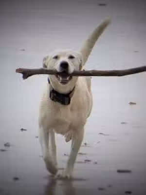 4 Paws Down Canine Obedience - ,