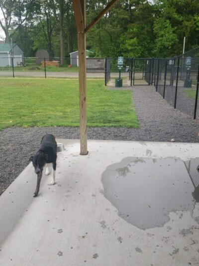 Ada Dog park - Ada, OH