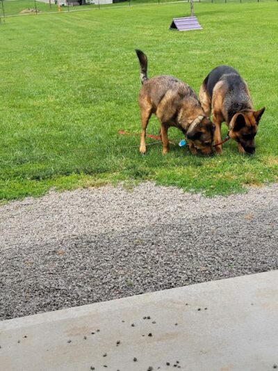 Ada Dog park - Ada, OH