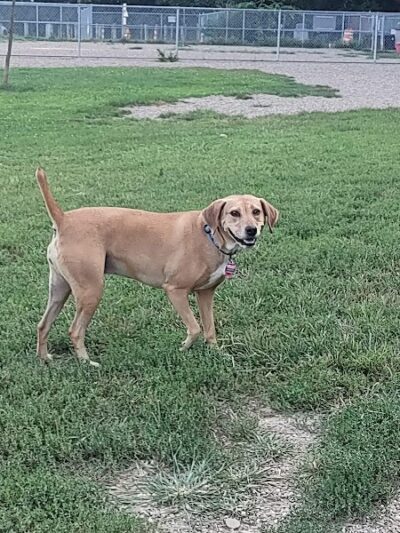 BARC - Akron Dog Park - Akron, OH