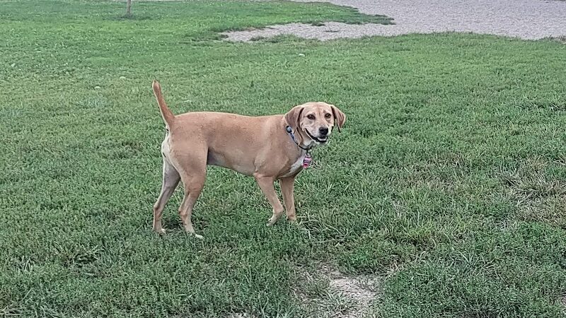 BARC - Akron Dog Park - Akron, OH