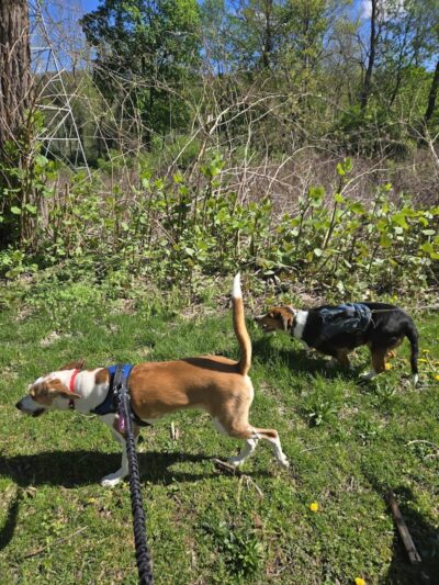 BARC - Akron Dog Park - Akron, OH