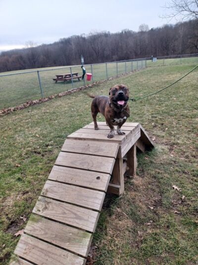 BARC - Akron Dog Park - Akron, OH