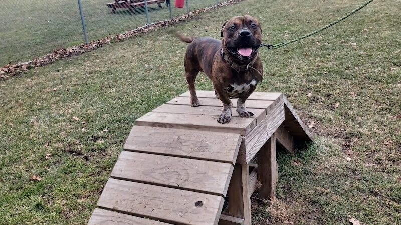 BARC - Akron Dog Park - Akron, OH