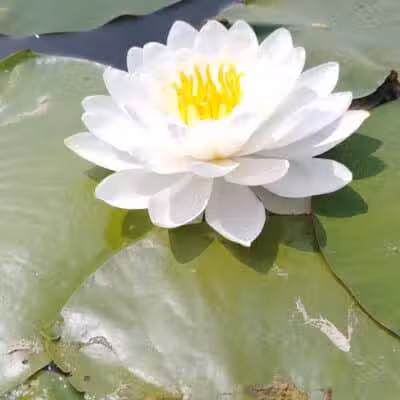 Portage Lakes State Park - Akron, OH