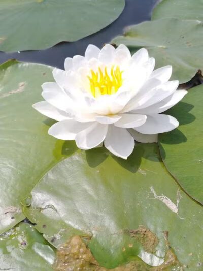 Portage Lakes State Park - Akron, OH