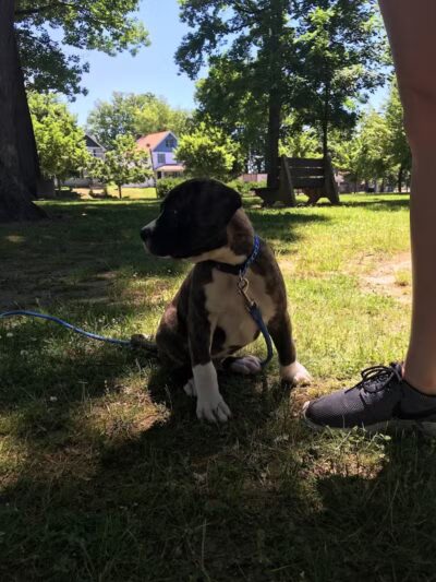 Shadyside Park - Akron, OH