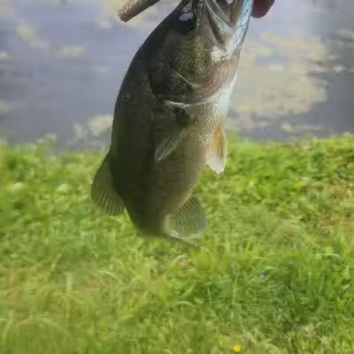 Springfield Lake - Akron, OH
