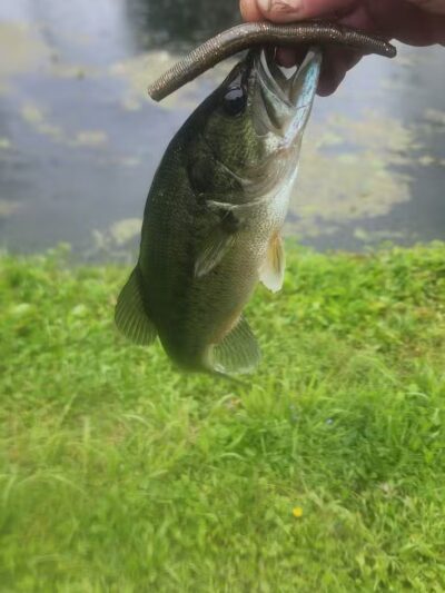 Springfield Lake - Akron, OH