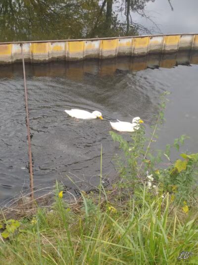 Towpath Trailhead at Manchester Rd - Akron, OH