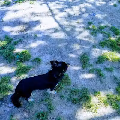 Hartman Rd Dog Park - Albany, NY