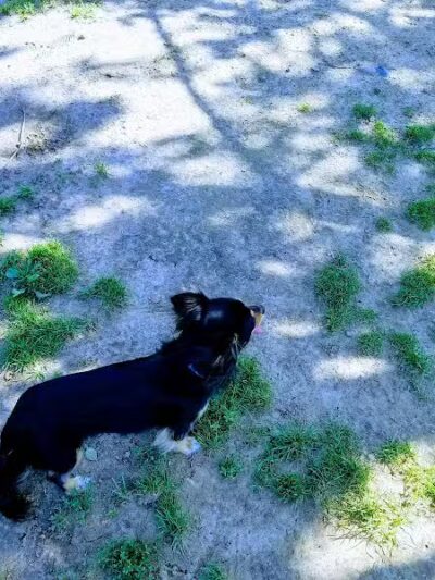 Hartman Rd Dog Park - Albany, NY