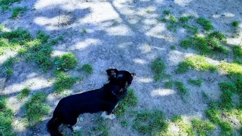 Hartman Rd Dog Park - Albany, NY