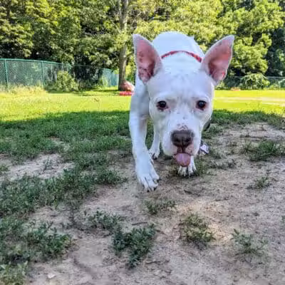 Hartman Rd Dog Park - Albany, NY