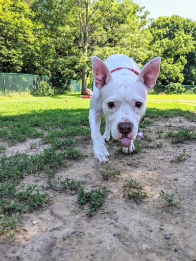 Hartman Rd Dog Park - Albany, NY