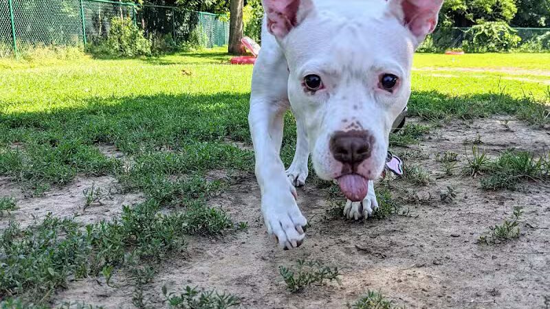 Hartman Rd Dog Park - Albany, NY