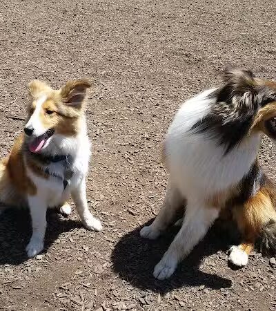 Hartman Rd Dog Park - Albany, NY