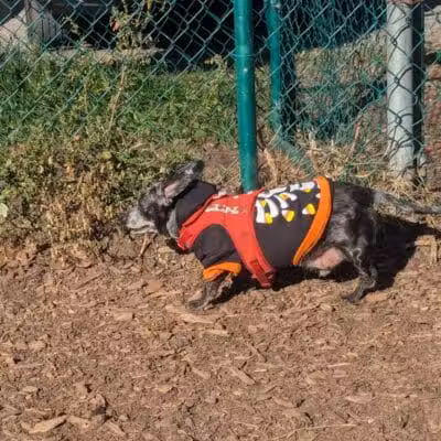 Hartman Rd Dog Park - Albany, NY