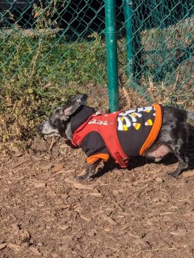 Hartman Rd Dog Park - Albany, NY