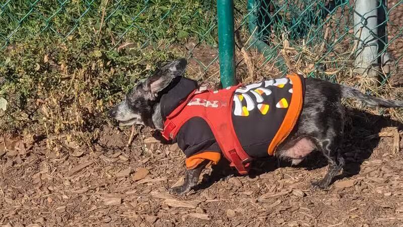 Hartman Rd Dog Park - Albany, NY