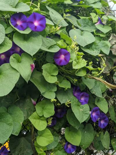 Hartman Rd Dog Park - Albany, NY