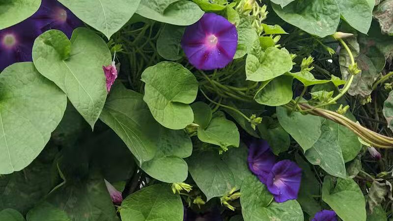 Hartman Rd Dog Park - Albany, NY