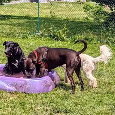 Hartman Rd Dog Park - Albany, NY