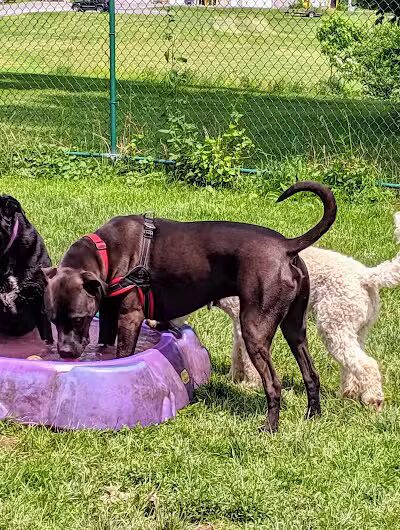 Hartman Rd Dog Park - Albany, NY