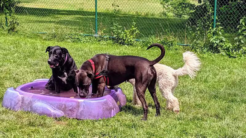 Hartman Rd Dog Park - Albany, NY