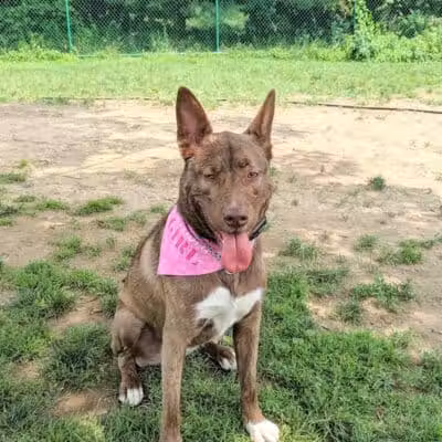 Hartman Rd Dog Park - Albany, NY