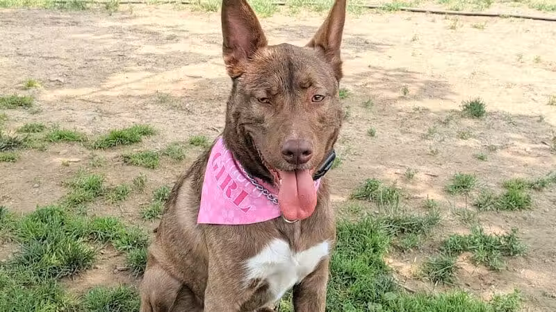 Hartman Rd Dog Park - Albany, NY