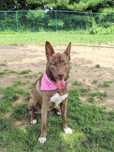 Hartman Rd Dog Park - Albany, NY
