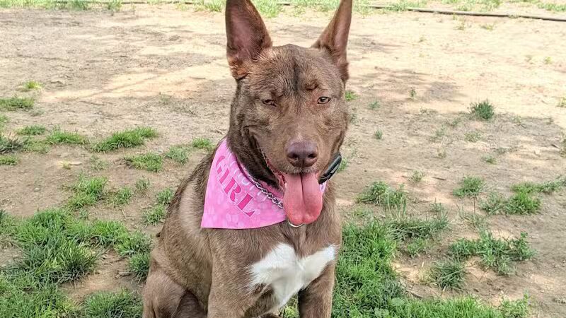 Hartman Rd Dog Park - Albany, NY