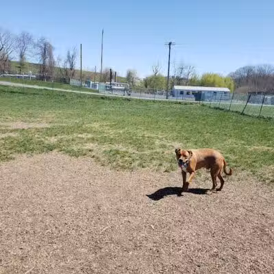 Normanskill Farm Dog Park - Albany, NY