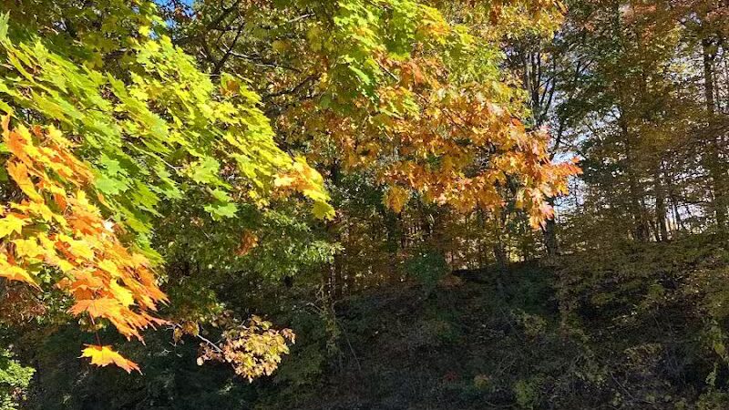 Normanskill Farm Dog Park - Albany, NY
