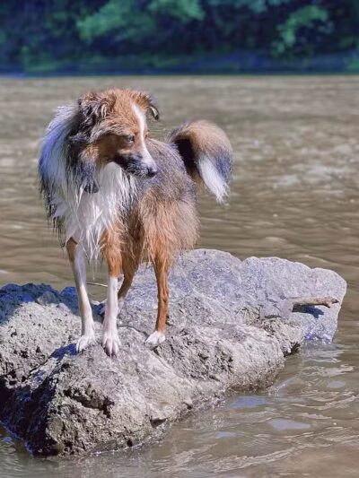 Normanskill Farm Dog Park - Albany, NY