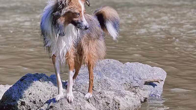 Normanskill Farm Dog Park - Albany, NY