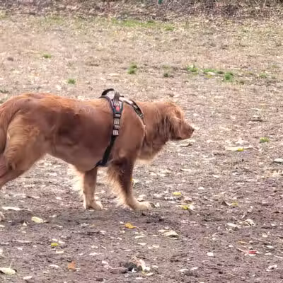 Westland Hills Dog Park - Albany, NY