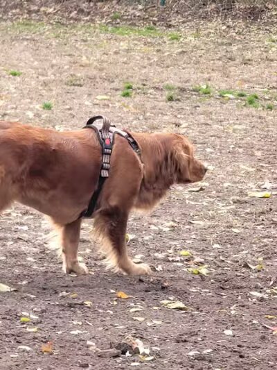 Westland Hills Dog Park - Albany, NY