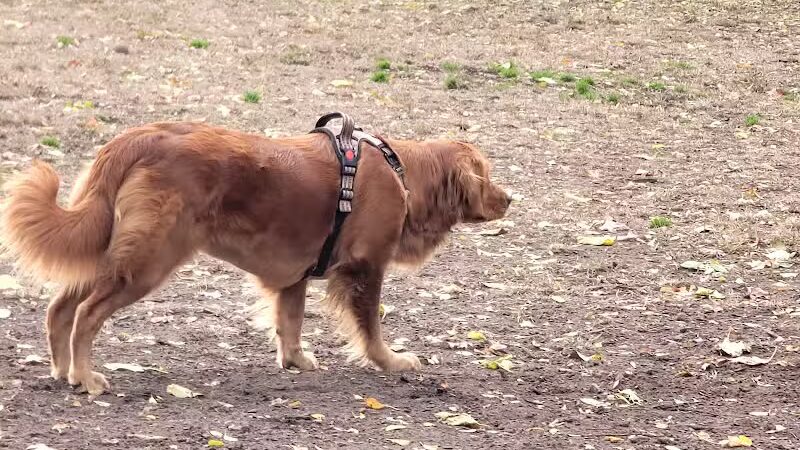 Westland Hills Dog Park - Albany, NY