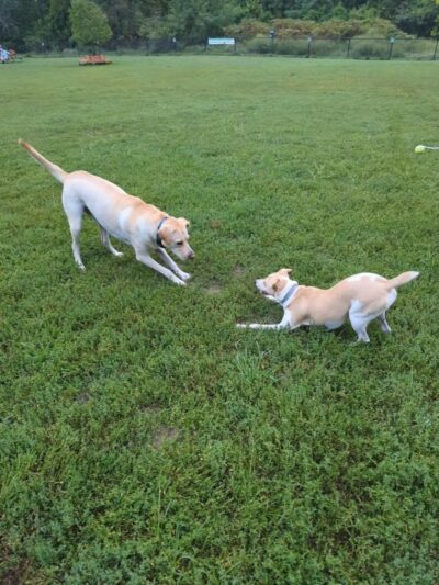Westgrove Dog Park - Alexandria, VA