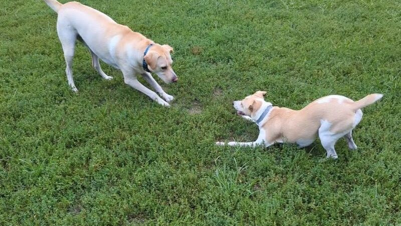 Westgrove Dog Park - Alexandria, VA