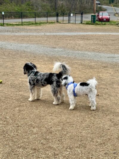 Westgrove Dog Park - Alexandria, VA