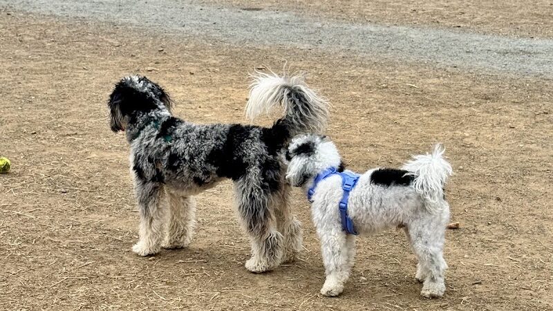 Westgrove Dog Park - Alexandria, VA