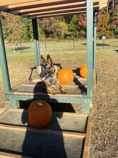 Westgrove Dog Park - Alexandria, VA