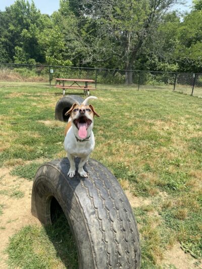 Westgrove Dog Park - Alexandria, VA