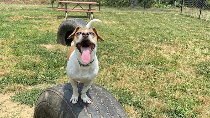 Westgrove Dog Park - Alexandria, VA