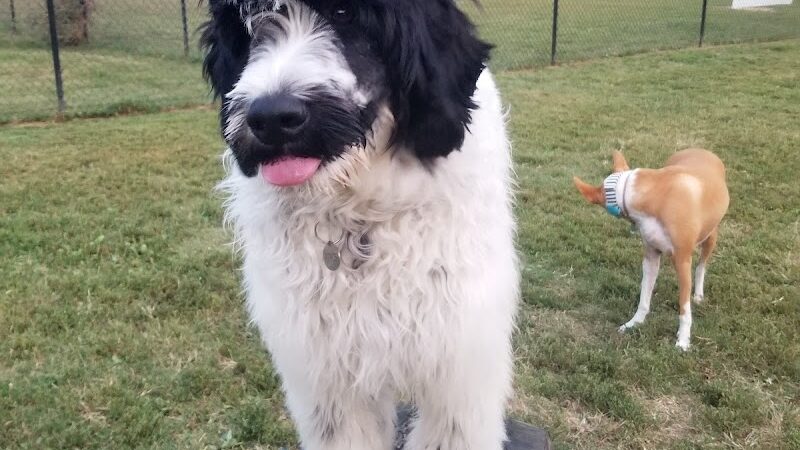 Westgrove Dog Park - Alexandria, VA