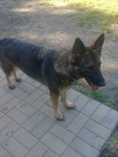 Westgrove Dog Park - Alexandria, VA