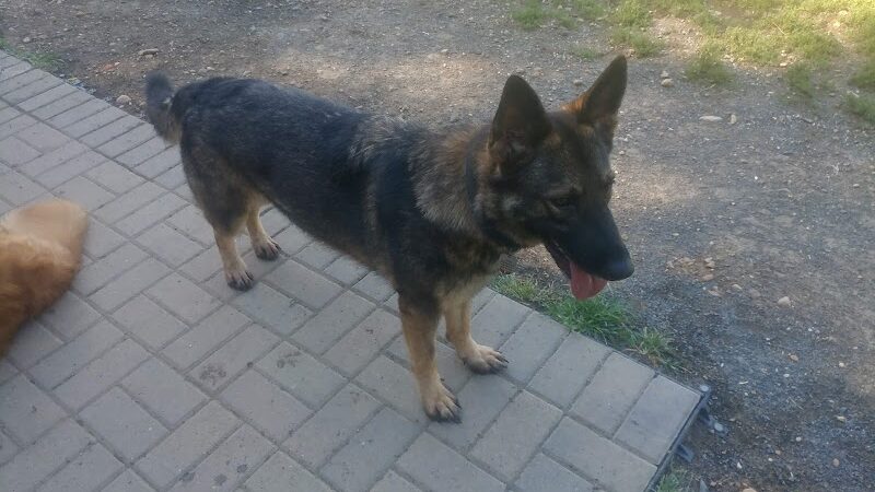 Westgrove Dog Park - Alexandria, VA